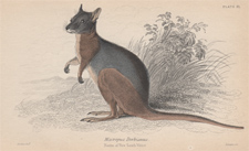 Macropus Derbianus (Wallaby)